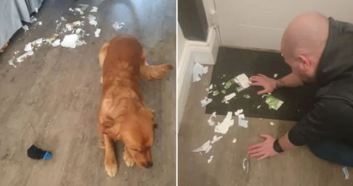 Newcastle fan devastated after his dog eats Carabao Cup final tickets