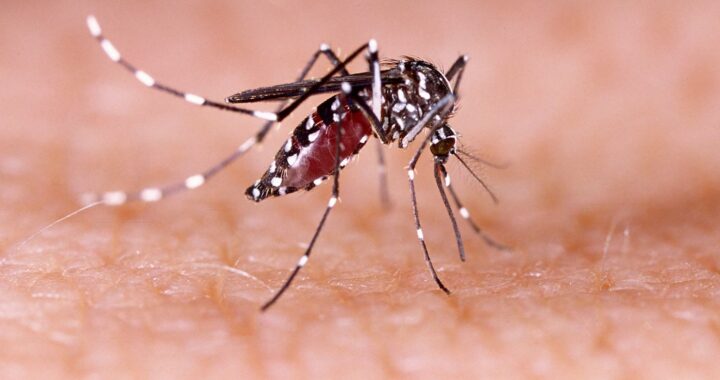 Ghana confirms 9 cases of Dengue Fever