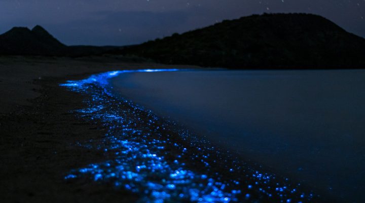 Spectacular bloom of bioluminescence returns to Tasmania’s coastline